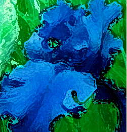 Beautiful blue iris photo stylized.